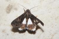 Aedia leucomelas