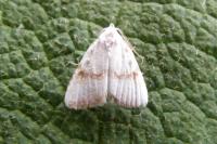 Nola aerugula