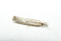 Agriphila geniculea
