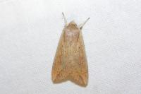 Mythimna unipuncta