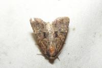 Mesapamea secalella/secalis