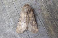 Luperina testacea