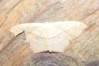 Scopula imitaria