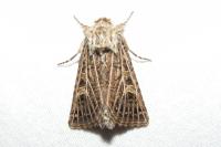 Tholera decimalis