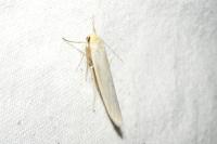 Eilema caniola