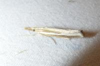 Agriphila tristella