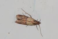 Plodia interpunctella