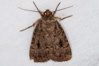 Amphipyra pyramidea