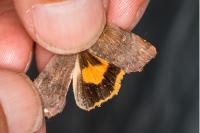 Noctua janthina