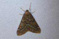 Alsophila aescularia
