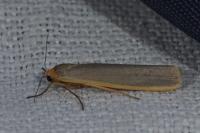 Manulea complana