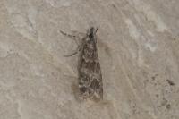 Eudonia mercurella