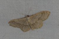 Idaea aversata