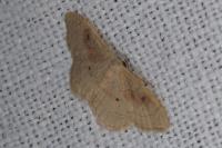 Idaea rubraria