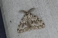 Lymantria monacha