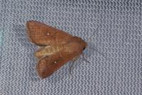 Mythimna albipuncta