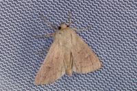 Mythimna ferrago