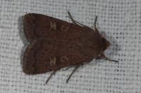 Xestia xanthographa