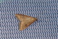 Udea ferrugalis