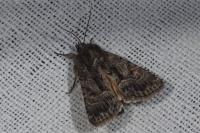 Thalpophila matura