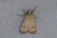 Agrotis trux