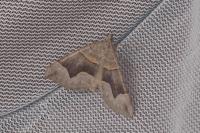 Scotopteryx angularia/moeniata