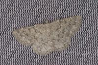 Charissa obscurata obscurata