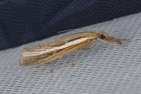 Agriphila tristella