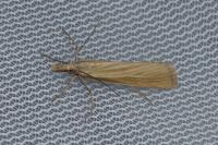Catoptria lythargyrella