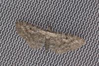 Eupithecia icterata