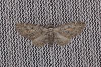Eupithecia icterata