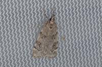 Scoparia subfusca