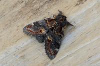 Notodonta dromedarius