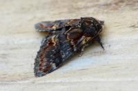 Notodonta dromedarius