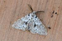 Lymantria monacha