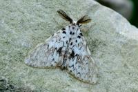 Lymantria monacha