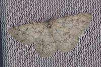 Charissa obscurata obscurata
