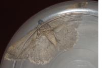 Charissa obscurata obscurata