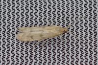 Homoeosoma sinuella