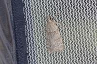 Scoparia subfusca