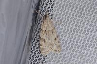 Scoparia subfusca