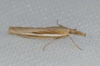 Agriphila tristella