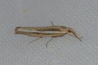 Agriphila tristella