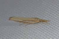 Agriphila tristella