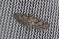 Eupithecia pusillata