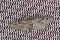 Eupithecia pusillata