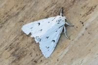 Acronicta leporina