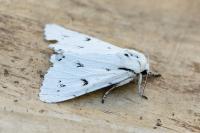 Acronicta leporina