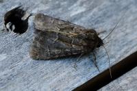 Thalpophila matura