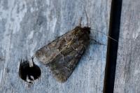 Thalpophila matura